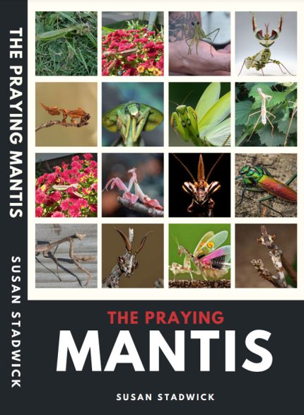 The Praying Mantis