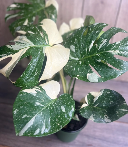 Monstera Deliciosa “Thai Constellation”