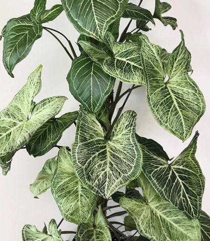 Syngonium Podophyllum “Batik”