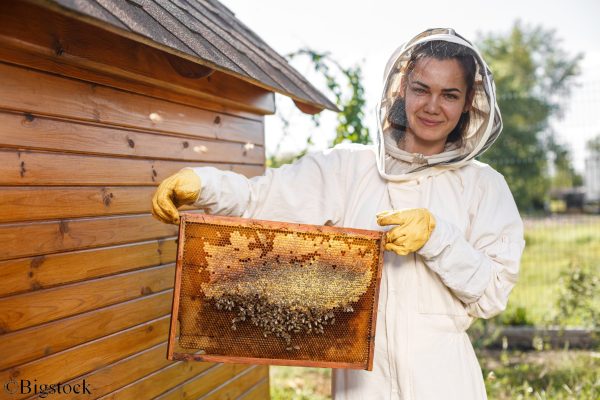 Young Female Beekeeper Hold Wooden Frame With Honeycomb. Collect